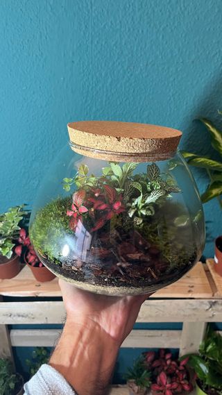 Terrario Jardín Eterno Plantas Naturales