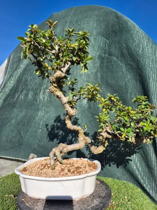 Bonsái Pyracantha Macblanca