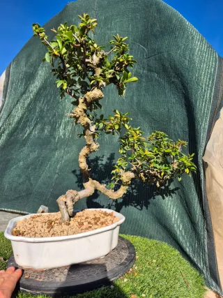 Bonsái Pyracantha Macblanca
