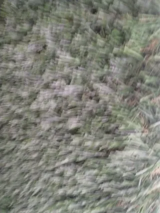 Erba sintetica verde