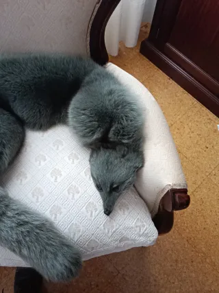 Cuello de piel de zorro gris