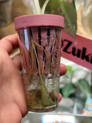 Alocasia Black Velvet Pink