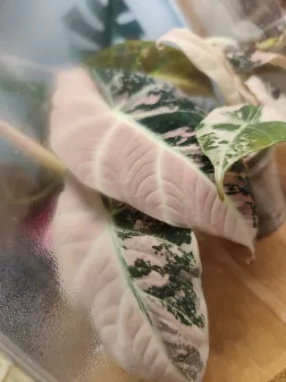 Alocasia Black Velvet Pink