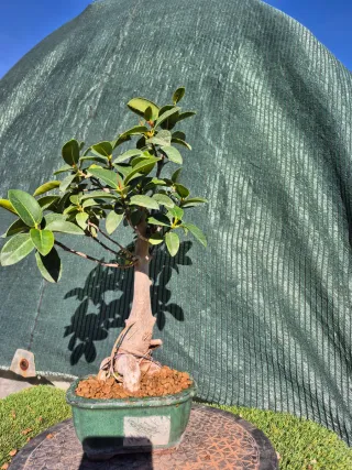 Bonsái Ficus Australis Macpeq