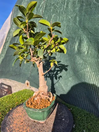 Bonsái Ficus Australis Macpeq