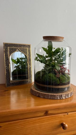 Terrario Jardín Eterno Plantas Naturales