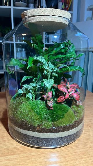 Terrario Jardín Eterno Plantas Naturales