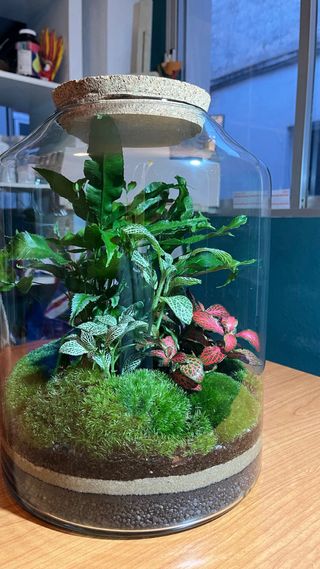 Terrario Jardín Eterno Plantas Naturales
