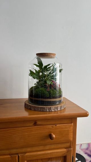 Terrario Jardín Eterno Plantas Naturales