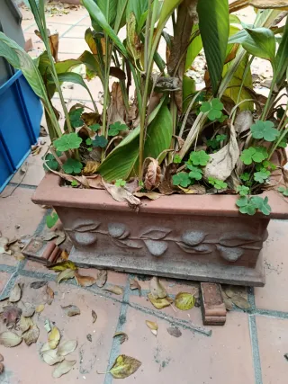 Jardinera de terracota con plantas