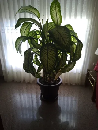 Planta de interior grande