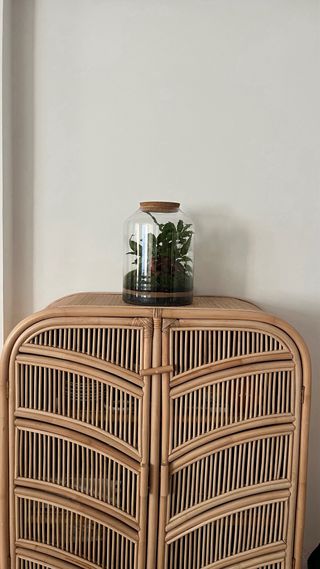 Terrario Jardín Eterno Plantas Naturales