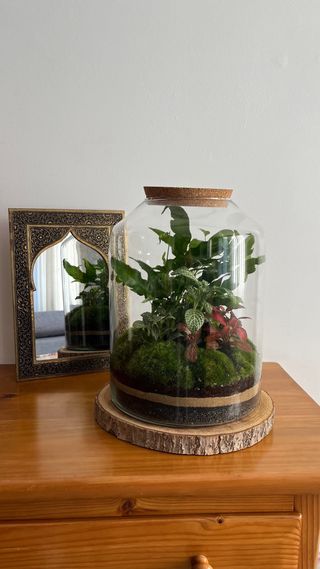 Terrario Jardín Eterno Plantas Naturales