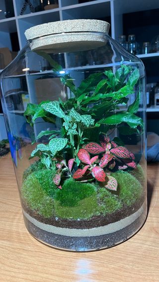 Terrario Jardín Eterno Plantas Naturales