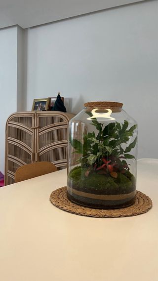 Terrario Jardín Eterno Plantas Naturales