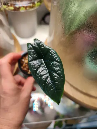 Alocasia Scalprum Baby