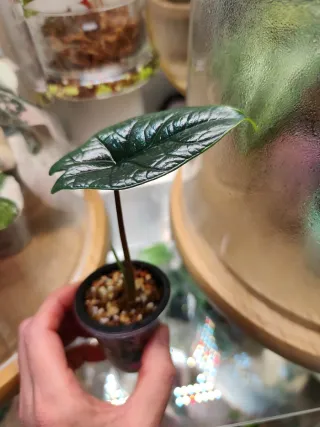 Alocasia Scalprum Baby