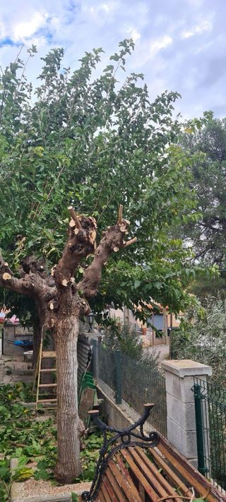 JARDINERO: PODA Y TALA DE ÁRBOLES