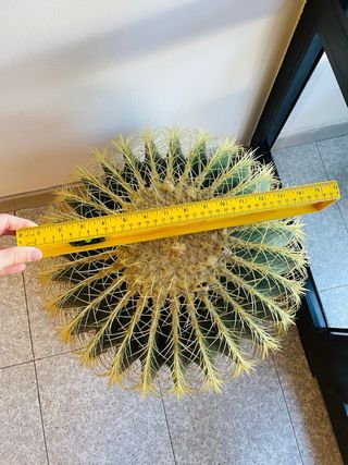 ECHINOCACTUS CACTUS GRANDE ASIENTO COJÍN DE SUEGRA