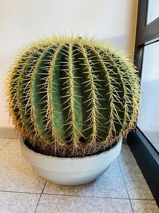ECHINOCACTUS CACTUS GRANDE ASIENTO COJÍN DE SUEGRA