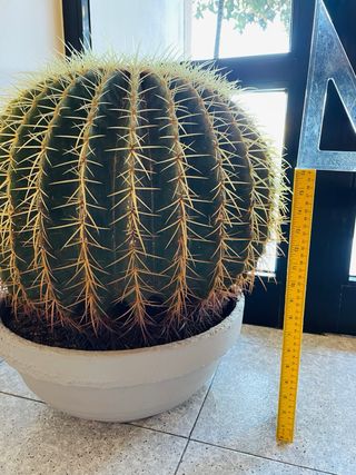 ECHINOCACTUS CACTUS GRANDE ASIENTO COJÍN DE SUEGRA
