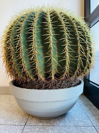 ECHINOCACTUS CACTUS GRANDE ASIENTO COJÍN DE SUEGRA