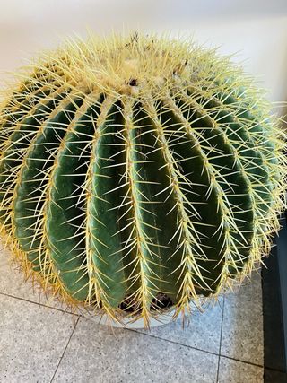 ECHINOCACTUS CACTUS GRANDE ASIENTO COJÍN DE SUEGRA