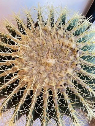 ECHINOCACTUS CACTUS GRANDE ASIENTO COJÍN DE SUEGRA