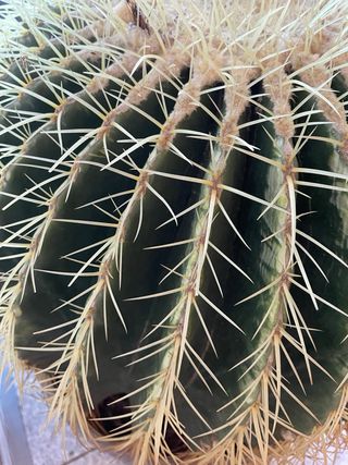 ECHINOCACTUS CACTUS GRANDE ASIENTO COJÍN DE SUEGRA
