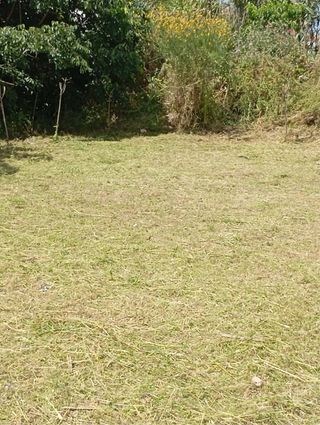 Desbroce de parcelas y terrenos