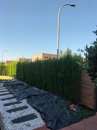 JARDINERO: SERVICIOS DE JARDINERÍA