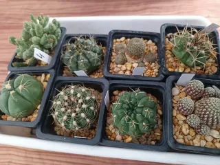 Lote de cactus variados