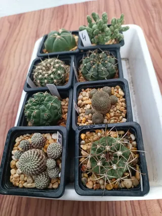 Lote de cactus variados
