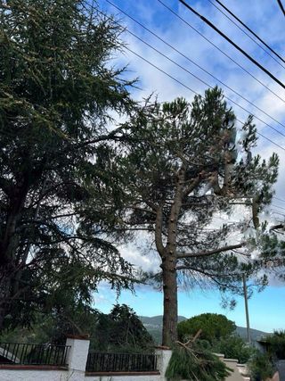 Tala de árboles y palmeras