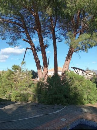 Tala de árboles y palmeras