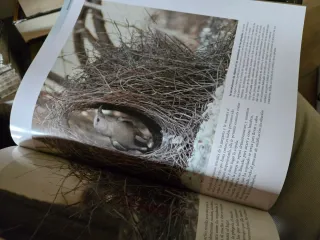 Enciclopedia de los animales. Mamíferos I. (Con...