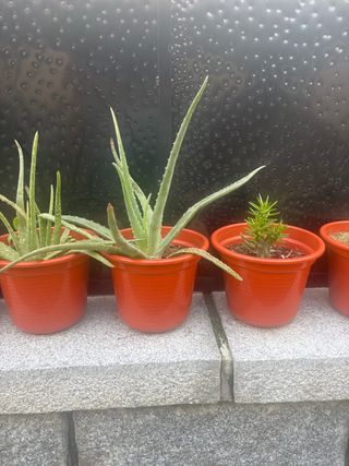Plantas de Aloe Vera en maceta naranja