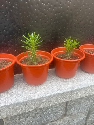 Plantas de Aloe Vera en maceta naranja