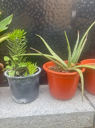 Plantas de Aloe Vera en maceta naranja