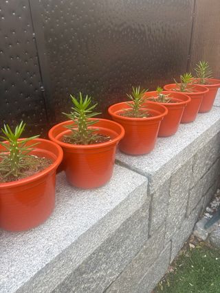 Plantas de Aloe Vera en maceta naranja