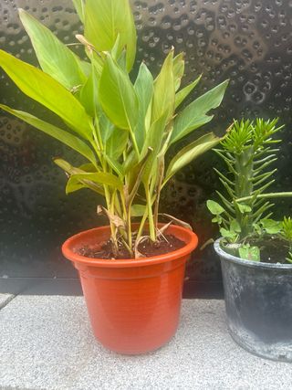 Plantas de Aloe Vera en maceta naranja