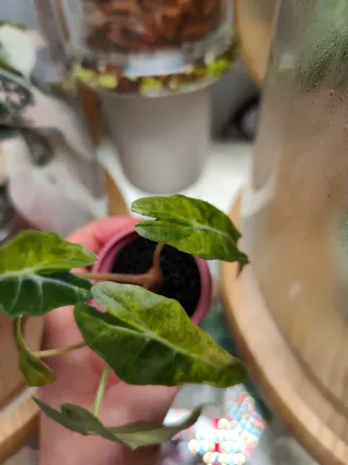 Alocasia Polly Aurea Variegata