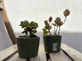 Maceteros mini verde