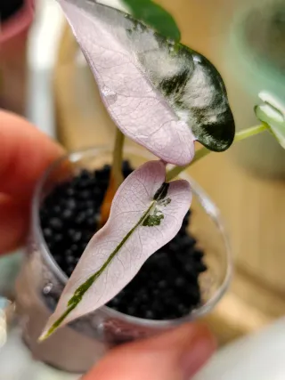 Alocasia Bambino Albo Pink