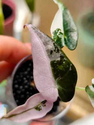 Alocasia Bambino Albo Pink