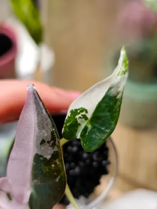 Alocasia Bambino Albo Pink