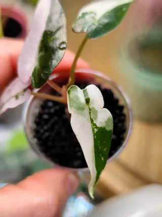 Alocasia Bambino Albo Pink