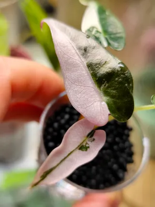 Alocasia Bambino Albo Pink