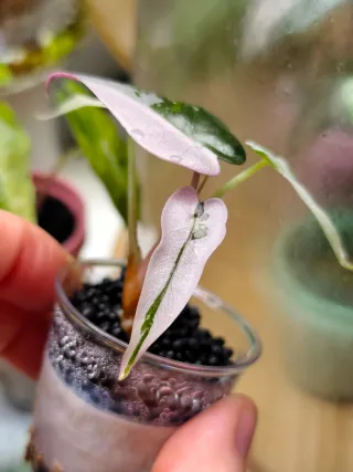 Alocasia Bambino Albo Pink