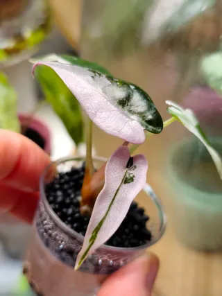 Alocasia Bambino Albo Pink